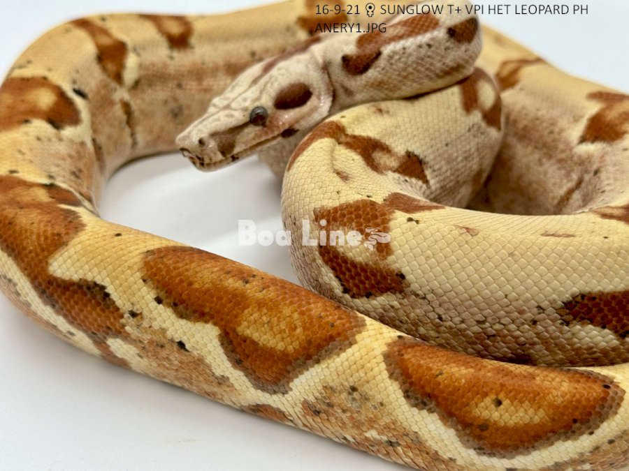 SUNGLOW T+ VPI HET LEOPARD PH ANERY